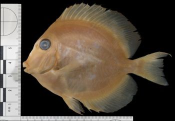 Media type: image; Ichthyology 29053